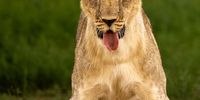 Believe me! I am looking for meat substitutes too! (Okavango Delta Dec 2021). Image: Bruno Olierhoek