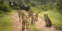 Dramatic traffic jam at Singita Sabi Sand. Photographer:  Ross Couper