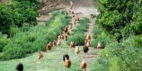 Organic free-range eggs are not all they’re cracked up to be, study finds