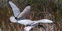 Royal Ibis taking off - fright or flight. Photographer: Martin Fennell