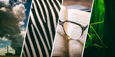 Can law and policy reform help to curb the Sixth Mass Extinction?