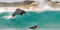 Endangered dolphin’s diet shift provides worrying hint about SA coastal waters’ health