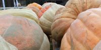 Heidelberg Pumpkin Festival pumpkins waiting to be judged. (Photo: Supplied)