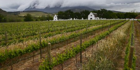 SA wine trade lost R7bn over 14 weeks of lockdown, says industry organisation
