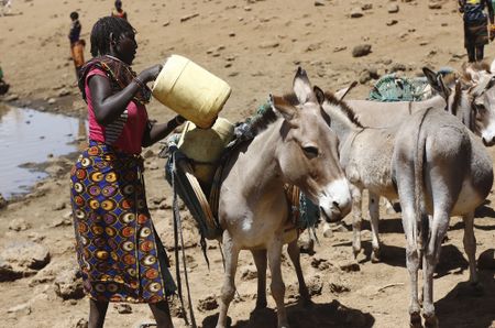 Kenya’s recent ban on the export of donkey skins to China faces legal challenges