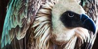 Vulnerable vultures. At least 150 critically-endangered vultures were poisoned to death in separate incidents in Botswana and South Africa, conservationists said, warning that the mass killings pushed the birds closer to extinction. More than 50 white-backed vultures were found dead in Botswana’s Chobe district on Friday, while about 100 others were discovered in South Africa’s Kruger National Park on Thursday. Photographer: Claudia Lothering
