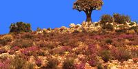 Namaqualand beautiful flowers and scenery. Photographer: Janet Saad
