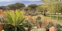 A low-maintenance aloe garden set among thorn trees near the town of Mkhuze in northern KwaZulu-Natal  Image: Guy Upfold