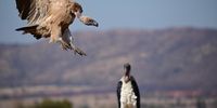 Cleared for landing! Vultures and marabou storks, like all endangered species, require our protection. Photographer: Jacky du Plessis