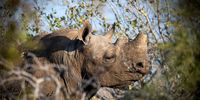NMU-led research uncovers effective rhino protection measures amid poaching crisis in Kruger