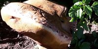 Please also help identify this plant. I saw it once in my yard. Image: Lazola Ngcwangu
