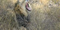 Black-maned Kgalgadi Lion and Majestic Proud Pride Leader. Photographer: Dr Neil Wilson