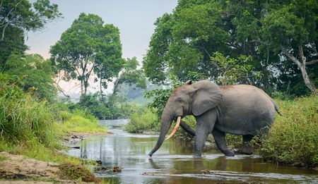 Better data, same emergency — the forest elephant crisis continues
