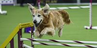 NEW YORK, NEW YORK - FEBRUARY 08: A dog competes during the 149th Annual Westminster Kennel Club Dog Show – Westminster's Canine Celebration at Javits Center on February 08, 2025 in New York City. (Photo by Jamie McCarthy/Getty Images for Westminster Kennel Club)