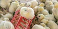 Dalphine-Poultry