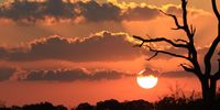 CAPTION: Sunset @Satara Kruger National Park June 2022</p>
<p>CREDIT: Johan Conradie