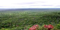Bush-encroached land at the Waterberg Plateau Park in Otjozondjupa Region, Namibia. (Photo: Wiki Commons)