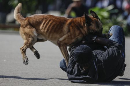PE perps no match for police dog Jack as he makes 10th 'arrest'