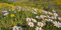 Flowers in the wild. Photographer: Garry Nel. 