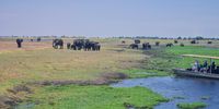 Elephants seen from the Chobe River. (Photo: Marita van der Vyver)<br>