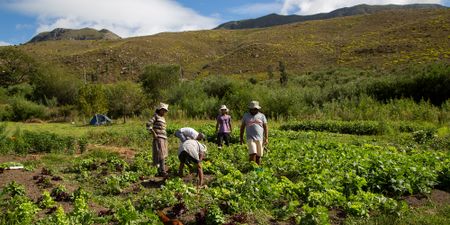 From home-school gardener to food sovereignty activist – a journey from aloofness to activism
