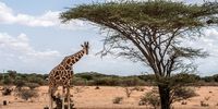 Giraffe populations have declined by 40% in the last 30 years, and there are now fewer than 70,000 mature individuals left in the wild. (Photo: Simon Marks / Bloomberg via Getty Images)