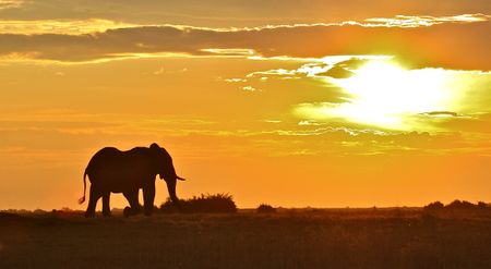 Jumbo decline — elephant numbers plummet across most of Africa