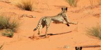 In their latest book, ‘Fast Cats on Red Sands’, the Mills couple delve into the fascinating lives of cheetahs in the Kalahari — a totally diﬀerent habitat from the one most people associate the cheetah with. (Photo: Gus Mills)