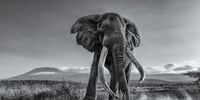 Giant Tusker. "Photographing a giant tusker like Craig was a big challenge for me. Getting so close, within a few metres from this big bull, and shooting from a very low angle with a wide lens, requires some courage! After five days with several attempts at photographing Craig in an open space, I managed to get this shot face to face, with mount Kilimanjaro as a backdrop." © Mohammad Mirza, Kuwait, Winner, National Awards, Natural World & Wildlife, 2022 Sony World Photography Awards
