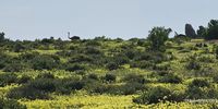 Ostrich in the flowers. Photographer: Patrick Wright