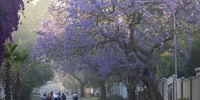 A group of cyclists take their morning ride under Jacaranda trees in bloom in the Melville suburb of Johannesburg, South Africa, 24 October 2024. Jacaranda mimosifolia (Blue Jacaranda) is not indigenous to South Africa and was introduced from Brazil in 1829. The flowering trees are seen as the sign of the beginning of summer.  EPA-EFE/Kim Ludbrook