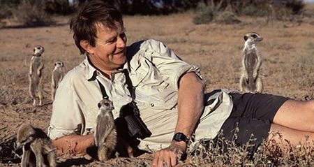 Climate change — deer do well, misery for meerkats