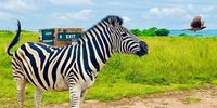 Zebra crossing. Photographer: Bennie Singh