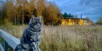 A cat. Mariebergsskogen, Karlstad, Sweden. Taken on my iPhone on 20 October 2022. Photographer: Karin Kritzinger