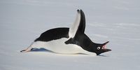 Stretching its wings and yawning, an Adélie penguin awakens after slumbering on the ice, Dronning Maud Land, East Antarctica, 2010. (Photo: Tiara Walters)