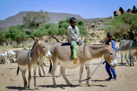 AU ban on cruel donkey skin trade a game-changer but enforcement challenges linger