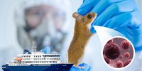How an SA team of scientists hunted a rare hantavirus strain