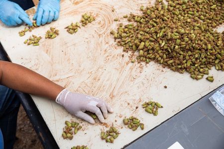 Plants on the black market: Inside South Africa’s new poaching problem