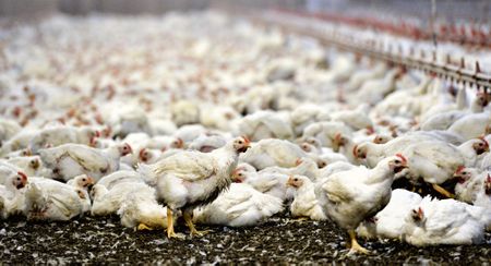 If you can’t beat them, join them by being better at something else