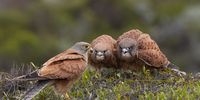 Feeding Rock Kestrel fledgelings - Cape Agulhas, January 2023. Photographer: Peter Franklin