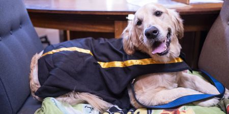 The magistrate’s tail: How therapy dogs help child rape victims get justice