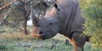 (BM/OBP-Ed-Rhinohorn)