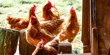 After the Bell: Now for the important stuff — big chicken