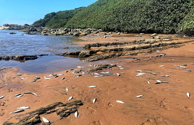 ‘High heat’ blamed for massive KZN fish kill, but investigations continue