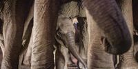 Cuteness amongst the legs of Giants. Photographer: Clint Ralph