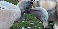 Bonded female Cape vultures reunited at conservation reserve after years apart