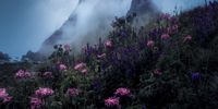 Flowers and Fog. "Flowers and foggy hills - High Tatras, Slovakia." © Martin Morávek, Czech Republic, entry, Open Competition, Landscape, 2023 Sony World Photography Awards