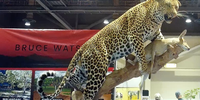 Leopard taxidermy at the annual SCI convention in 2020. (Photo: HSI / Africa)
