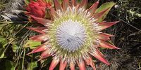 Protea, king in the wild (Kleinmond, Overberg).