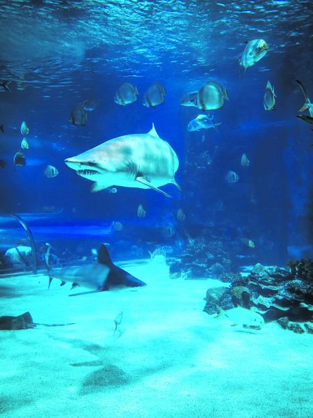 Sharks: underwater superheroes, not the scary creatures we imagine